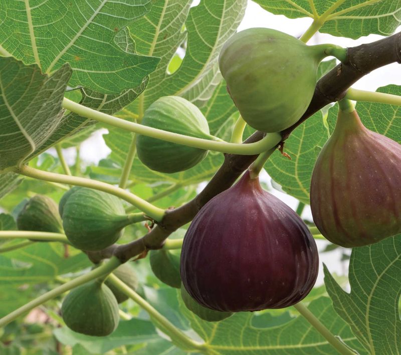 Fig