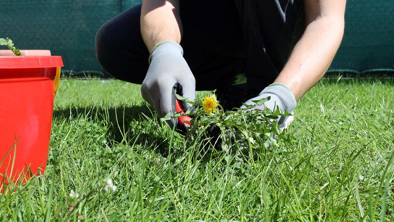 Fight Weeds Gently On Your Turf Fight Weeds Gently On Your Turf