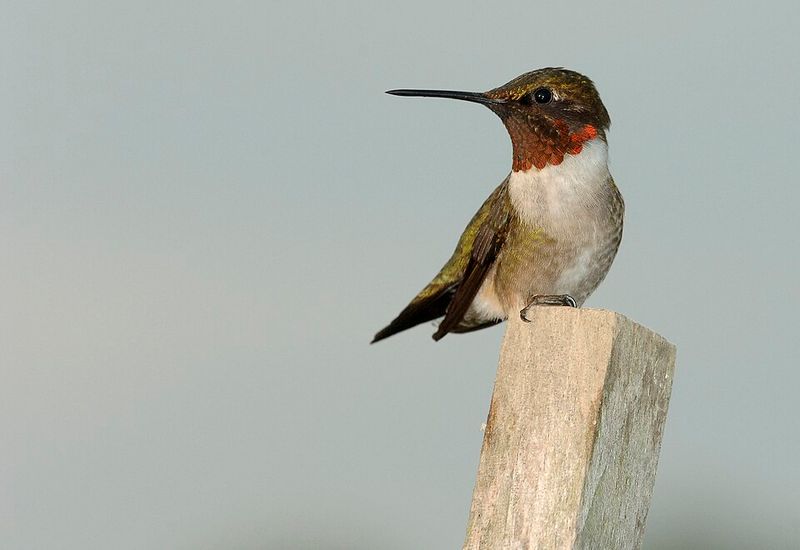 Figure Out Which Species Is Visiting