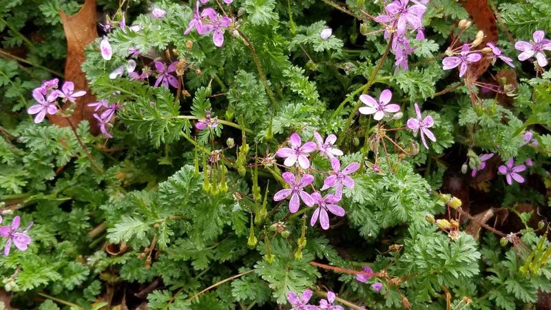 Filaree (Storksbill) Filaree (Storksbill)