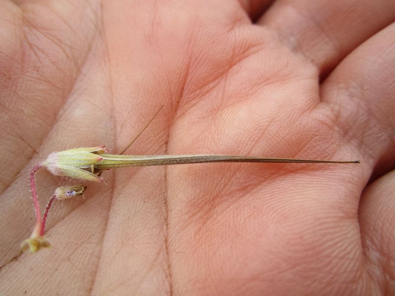Filaree seeds form in beaklike fruits on flowering stalks