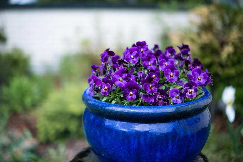 Fill A Cauldron With Dark Violas