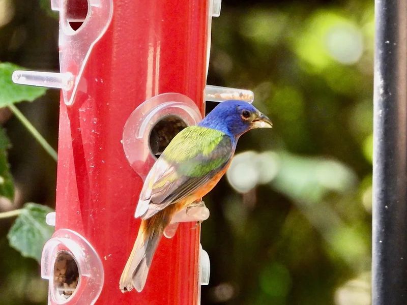 Fill A Feeder With White Millet Fill A Feeder With White Millet