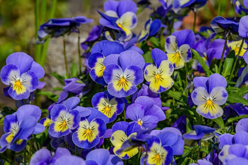 Fill Beds And Pots With Pansies And Violas Fill Beds And Pots With Pansies And Violas