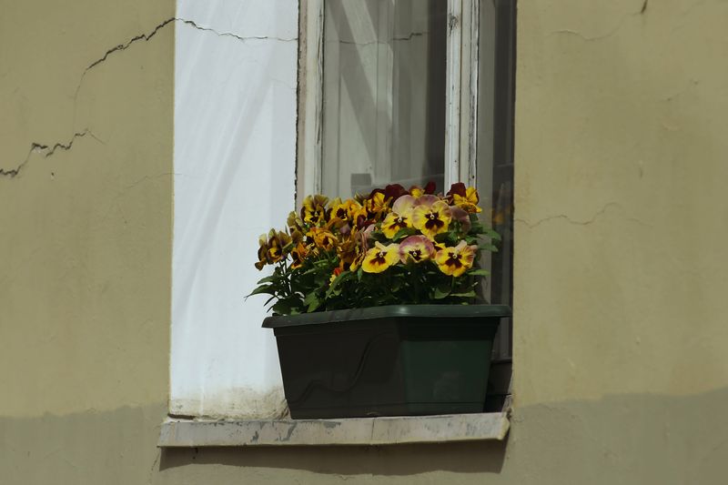 Fill Hayracks And Window Boxes With Pansies And Violas