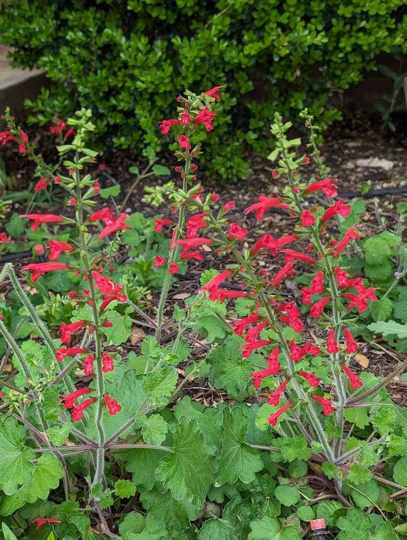 Fill Shady Spots With Cedar Sage