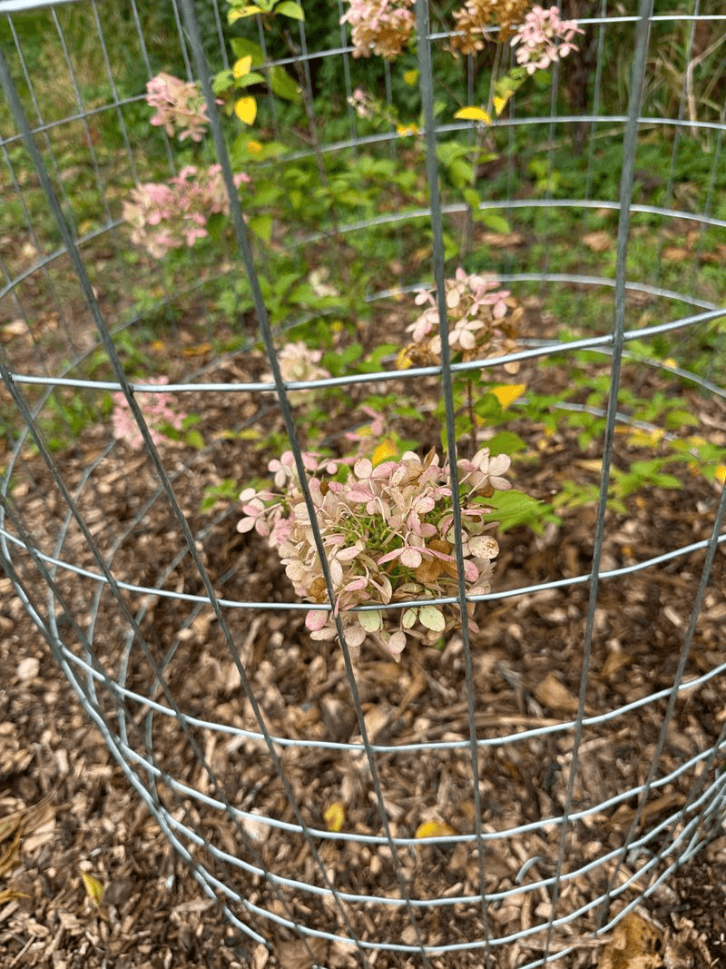 Fill The Cage With Dry Leaves Or Straw