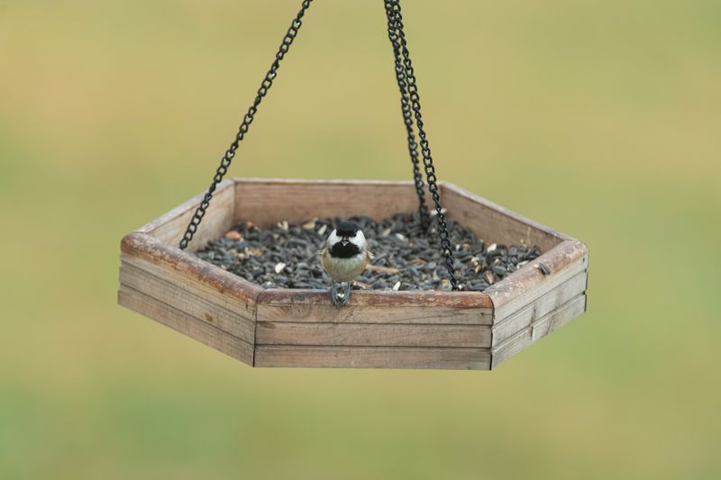 Fill Those Bird Feeders by Early November Fill Those Bird Feeders by Early November