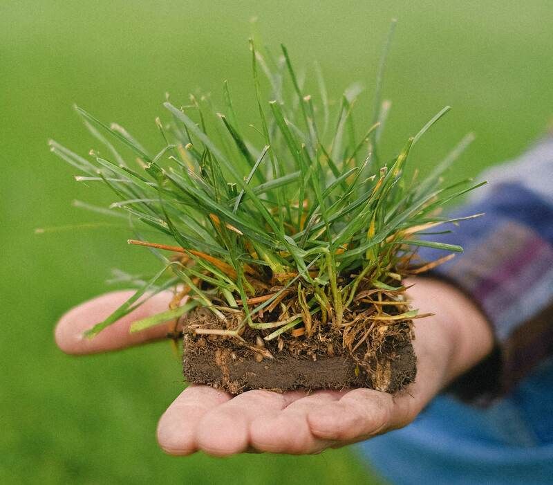 Filling Bare Patches Across Texas Lawns Filling Bare Patches Across Texas Lawns