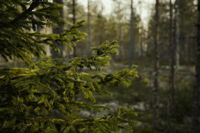 Fills The House With A Fresh Forest Scent