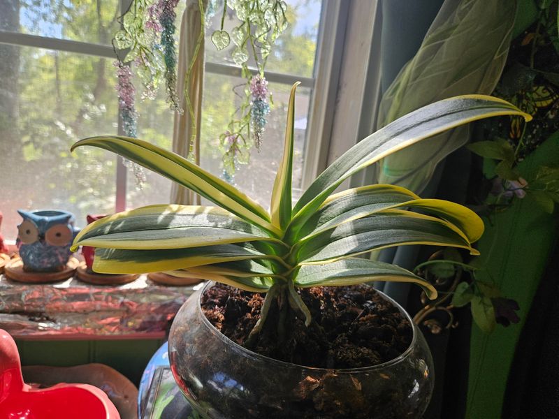 Find A Spot Near A Window Without Cold Drafts