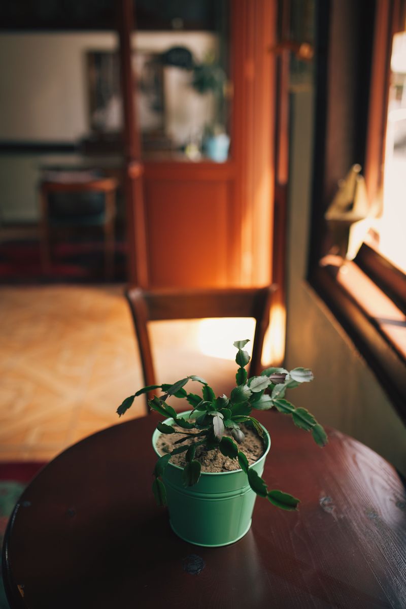 Find A Spot With Bright But Indirect Light Find A Spot With Bright But Indirect Light