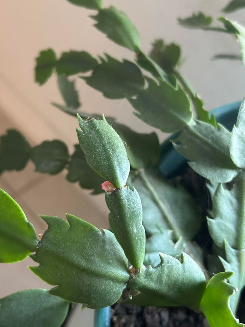 Find Out If You Own A Thanksgiving Cactus
