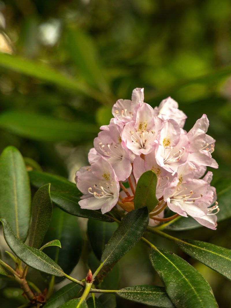 Find Rosebay Along The Parkway At Lower Elevations Find Rosebay Along The Parkway At Lower Elevations