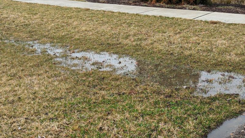 Find The Cause Before Reseeding Find The Cause Before Reseeding