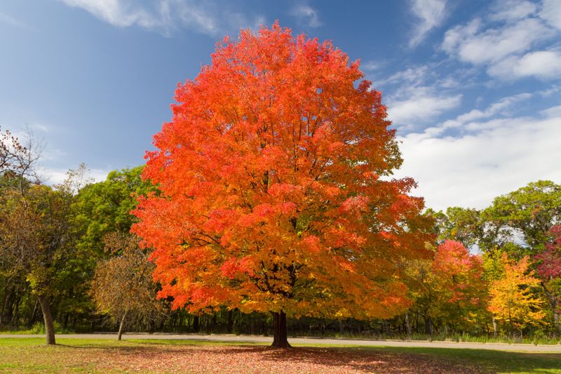 Find The Sugar Maple Hiding In Your Yard Find The Sugar Maple Hiding In Your Yard