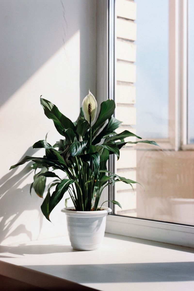Find The Sweet Spot For Light