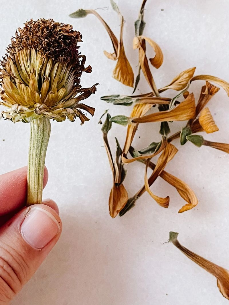 Find The Zinnia Seeds At The Base Of The Petals
