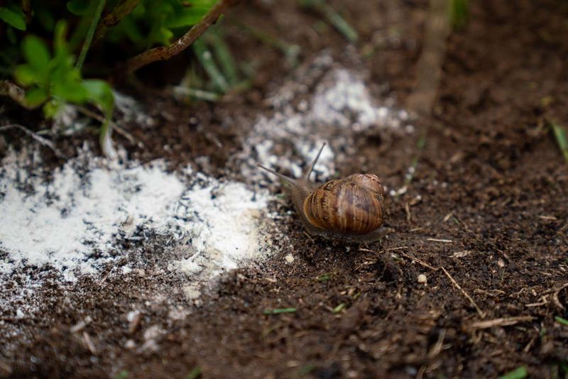 Fine, Moisture-Holding Mulches Attract The Most Slugs