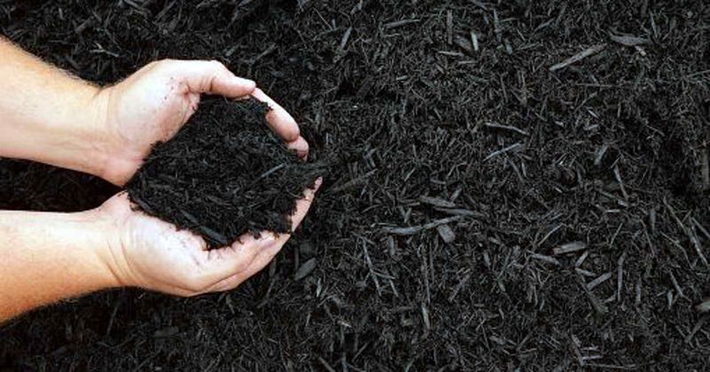 Fine Mulch Works Well At A Shallower Depth