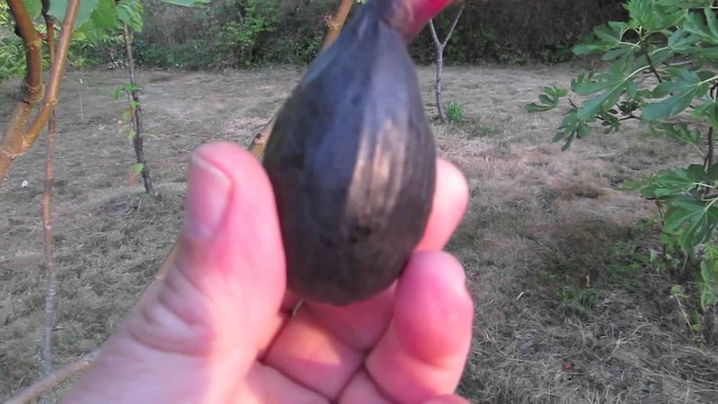 Finish the harvest gently Finish the harvest gently