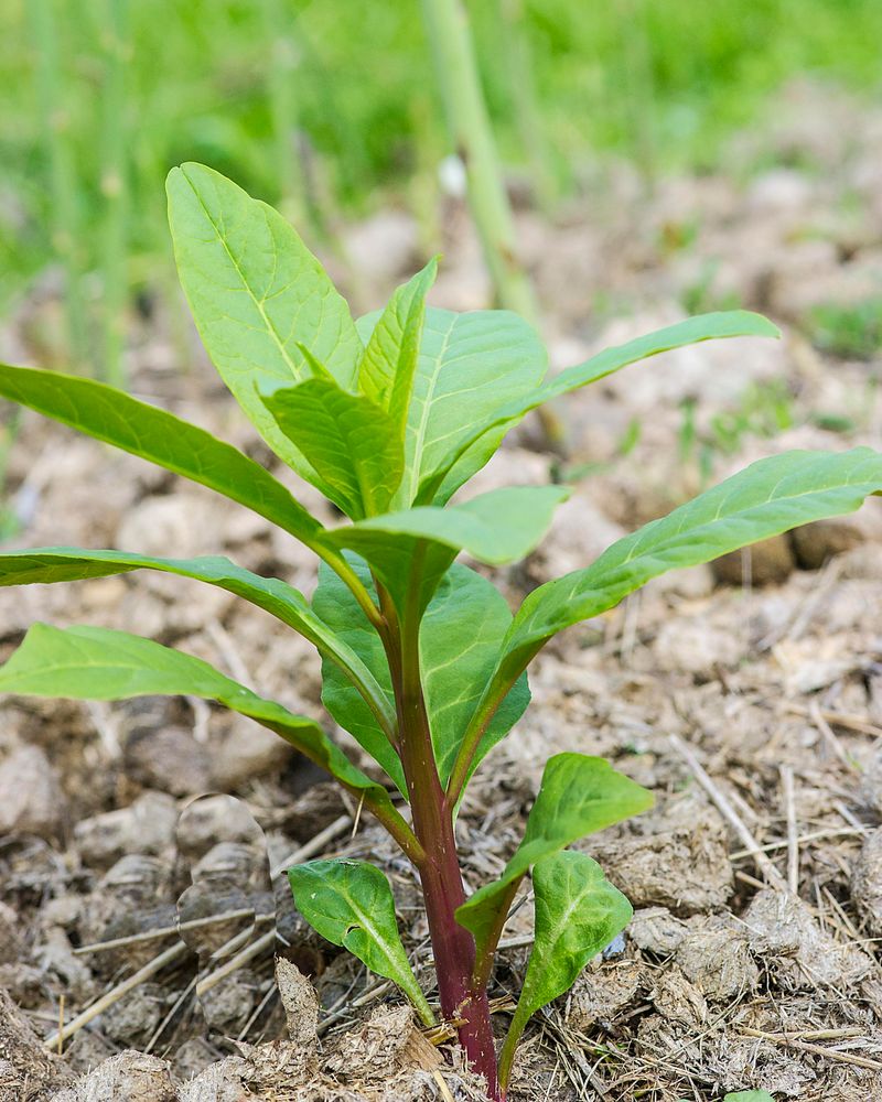 Finished Compost Spreads The Problem Finished Compost Spreads The Problem