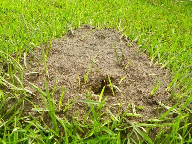 Fire Ant Mounds Have No Opening On Top Fire Ant Mounds Have No Opening On Top
