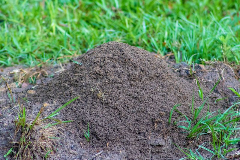 Fire Ants Stay Active On Warm Days