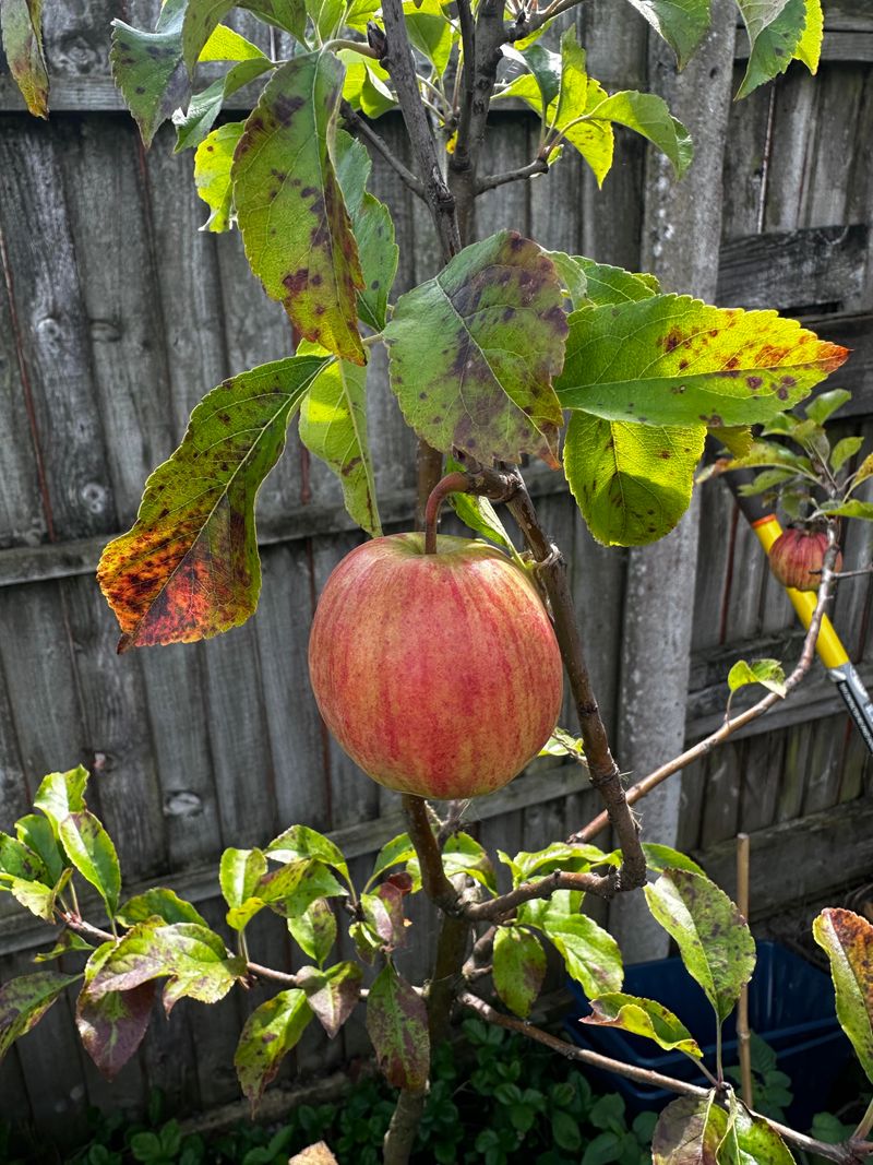 Fire Blight And Other Diseases Can Complicate Apple Growing