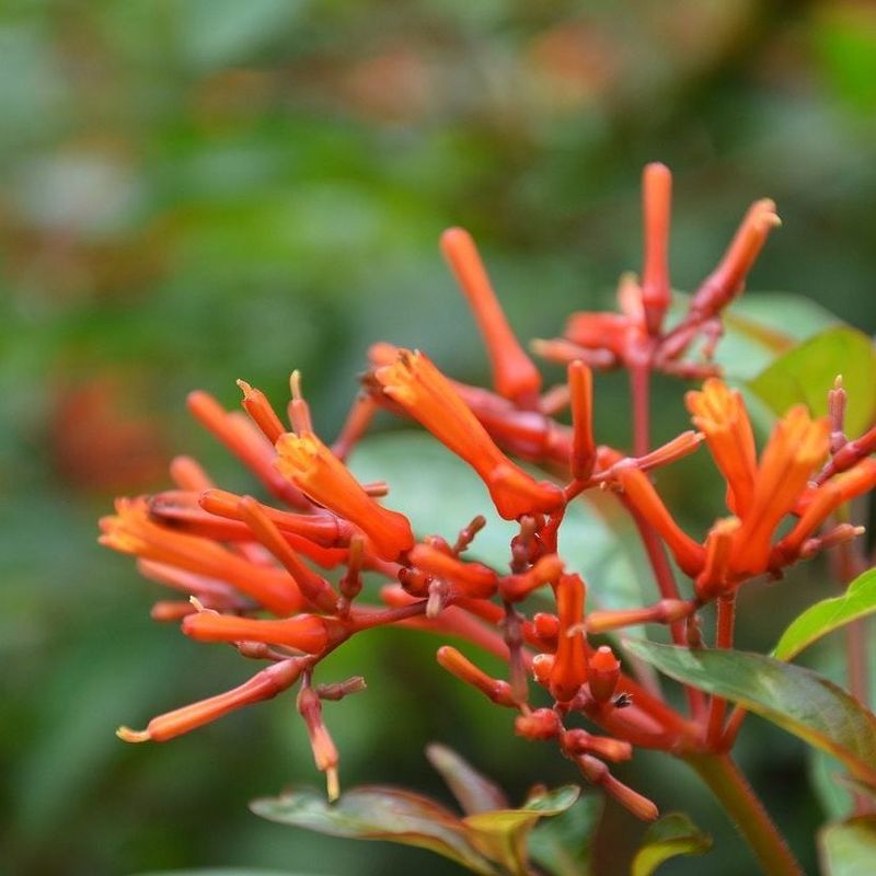 Firebush