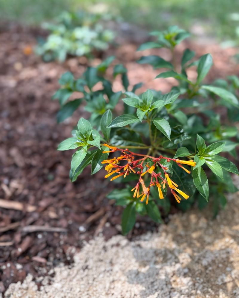 Firebush Needs Extra Cold Coverage Firebush Needs Extra Cold Coverage