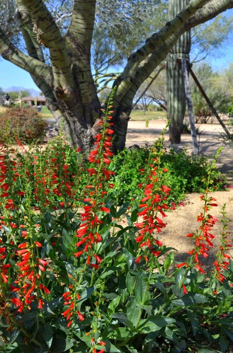 Firecracker Penstemon