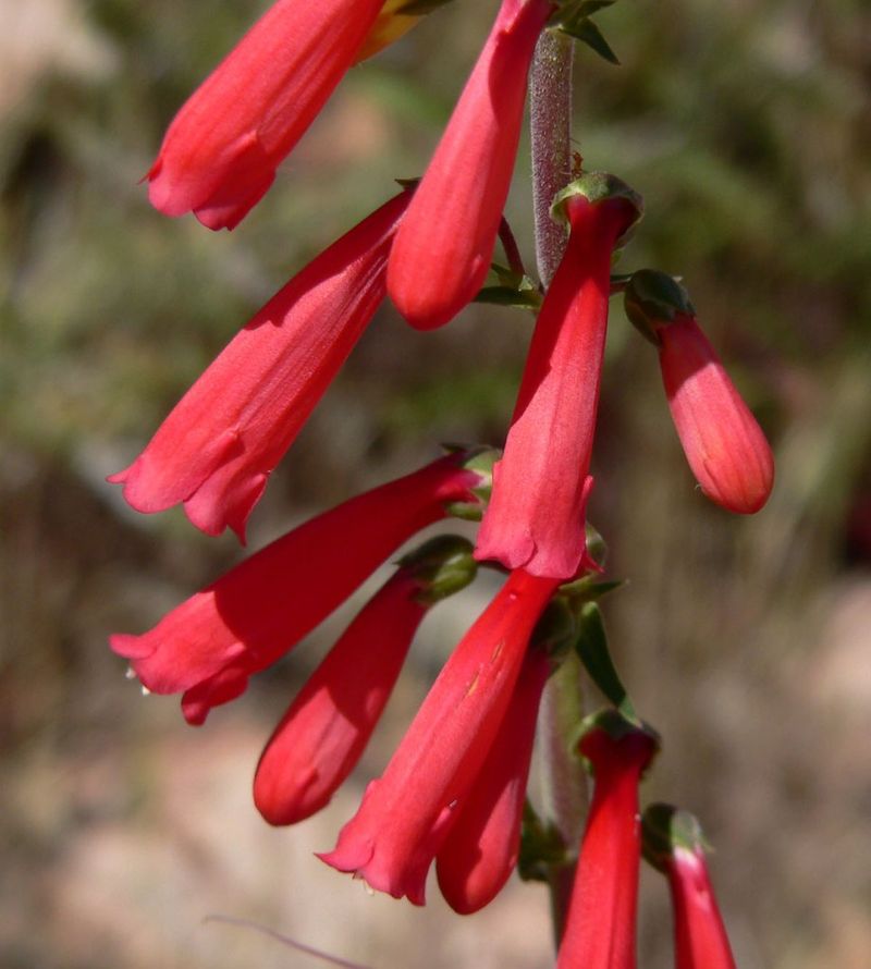 Firecracker Penstemon Firecracker Penstemon