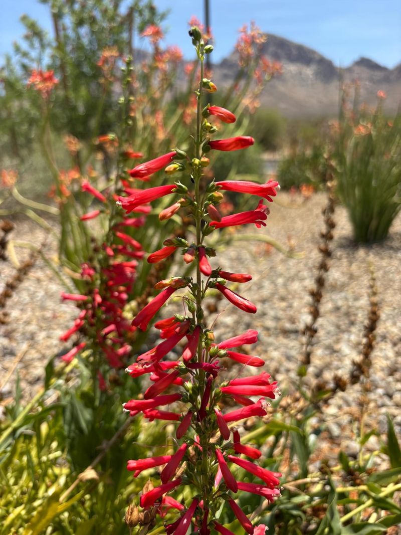 Firecracker Penstemon (Penstemon eatonii) Firecracker Penstemon (Penstemon eatonii)