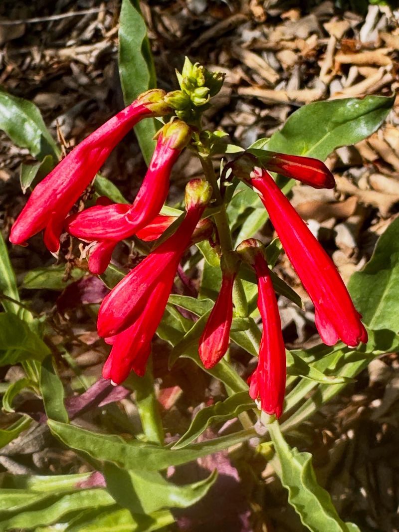 Firecracker Penstemon