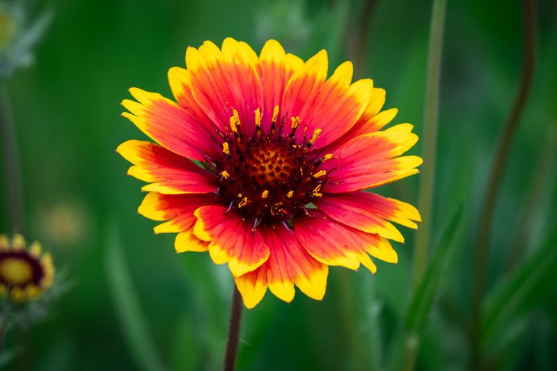 Firewheel For Bold Sunset Colors