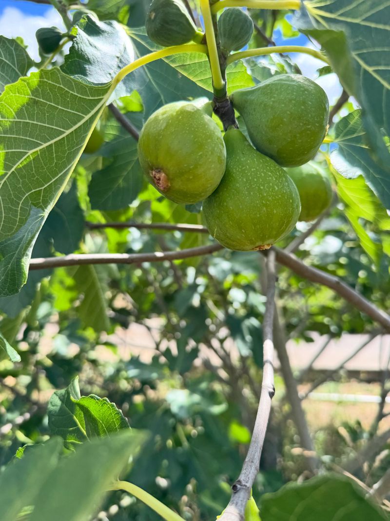 Firm Green Figs Are Still Telling You To Wait
