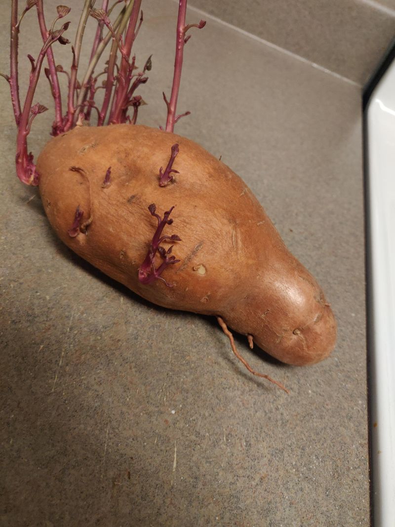 Firm Sprouted Tubers Are Usually Safe To Eat Firm Sprouted Tubers Are Usually Safe To Eat