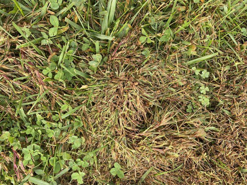 First Frost Ends Crabgrass Growth, But Its Seeds Remain