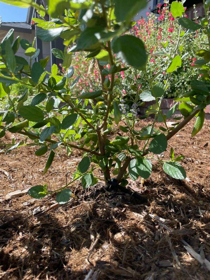 First Year Growth Happens Underground First Year Growth Happens Underground