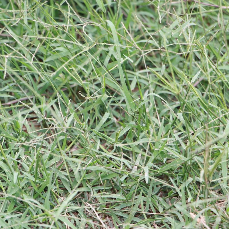 First, identify the grass and your elevation