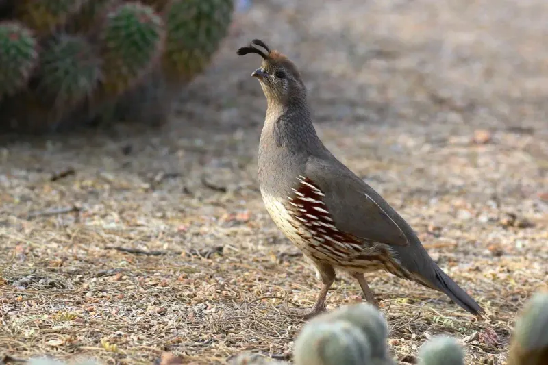 First light is a normal time for quail activity First light is a normal time for quail activity