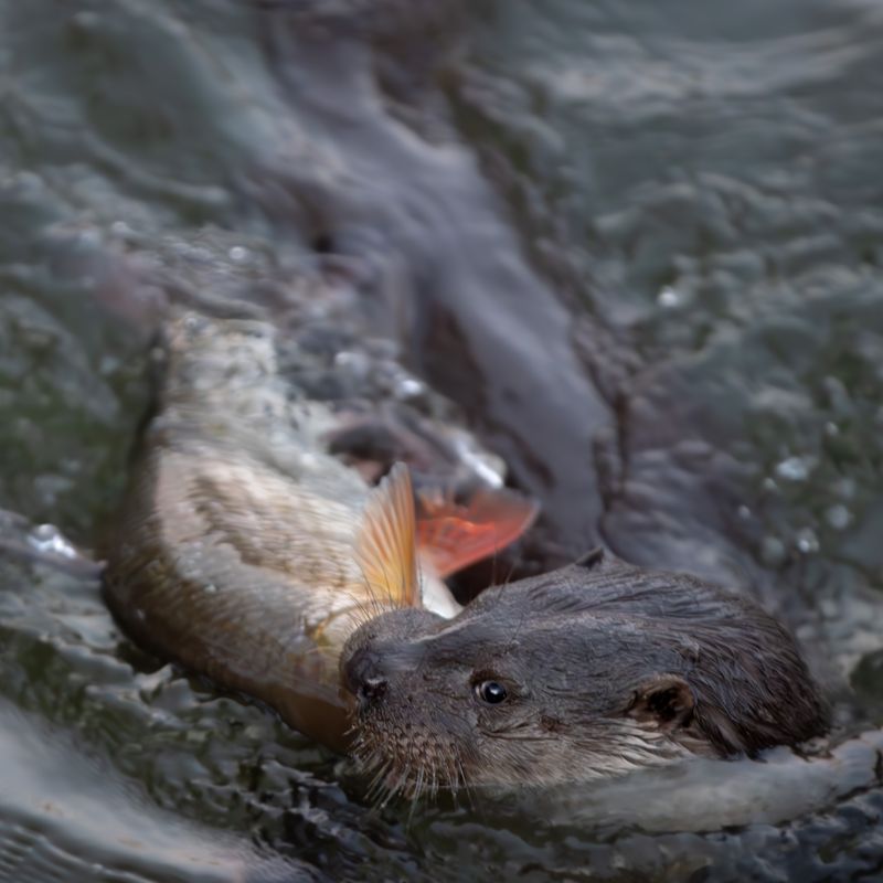 Fish Are The Main Draw Fish Are The Main Draw