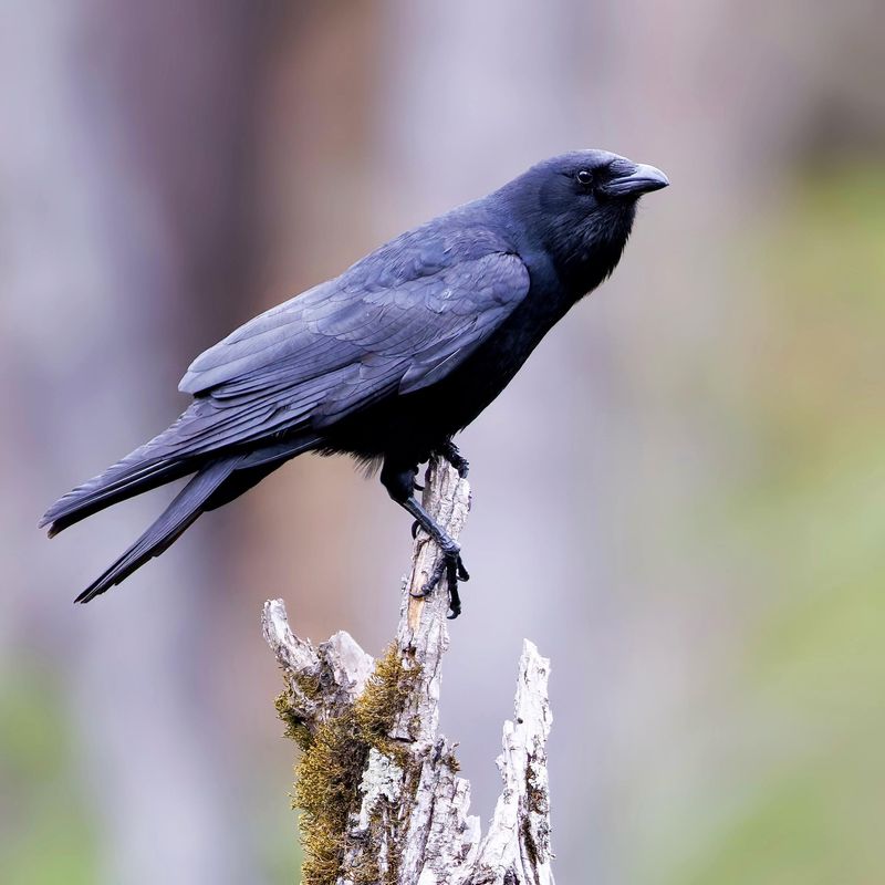 Fish Crows Sometimes Join The Crowd Near The Coast And Lakes