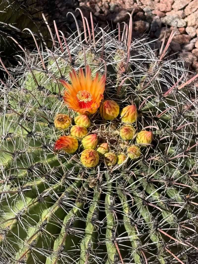 Fishhook Barrel Cactus