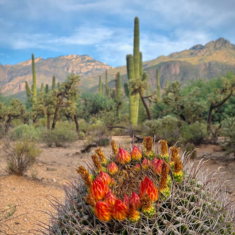 Fishhook Barrel Cactus