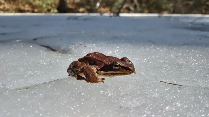Five North American Frogs Can Survive Being Frozen