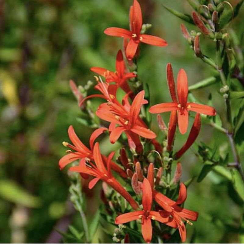 Flame Acanthus, A Fuel Stop For Hummingbirds Flame Acanthus, A Fuel Stop For Hummingbirds