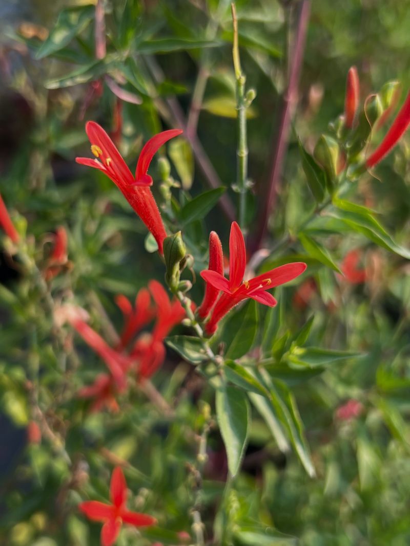 Flame Acanthus Fuels Hungry Hummingbirds Flame Acanthus Fuels Hungry Hummingbirds