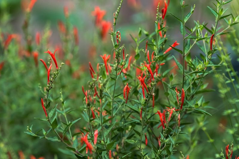 Flame Acanthus Laughs At Texas Heat